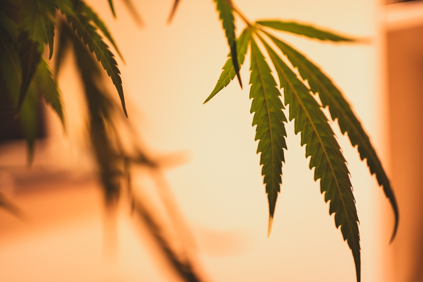 Puff CBD